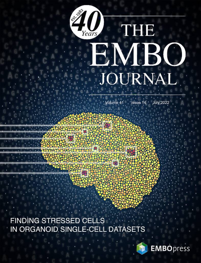 Cover for The EMBO Journal, Volume 41, Issue 14, July 2022, celebrating 40 years of publication. The image features a digital brain organoid constructed from yellow hexagonal tiles, overlaid on a background of blue binary code with DNA base pairs, representing an algorithm designed to identify stressed cells within single-cell sequencing datasets from organoids. The cover highlights EMBOpress's focus on cutting-edge research in molecular biology.