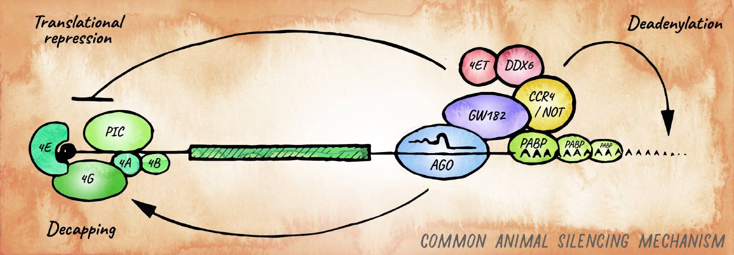 FIGURE 3 | Canonical miRNA-silencing mechanism in animals. miRNAs elicit repression of target genes usually through a combination of translational repression and promotion of mRNA decay. Argonaute is guided by a miRNA to a cognate target mRNA and tethers GW182, forming the core of the most common animal miRISC.